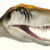 Herrerasaurus ischigualastensis. Image credit: Kristina Curry Rogers.