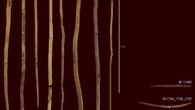 The wooden spears from the Schöningen site, Germany. Image credit: Minkusimages / Matthias Vogel, NLD.