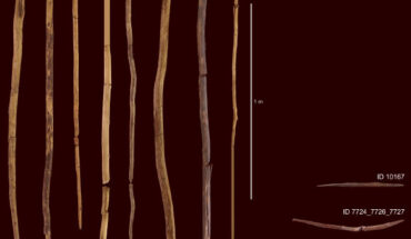 The wooden spears from the Schöningen site, Germany. Image credit: Minkusimages / Matthias Vogel, NLD.