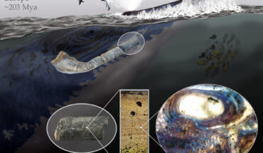 The Triassic ‘dinosaur bones’ are from the lower jaw of a gigantic ichthyosaur. Image credit: Marcello Perillo / University of Bonn.