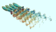 Computational models are used to examine the effect of schooling on flow generated noise of fish swimming using their caudal fins. Zhou et al. simulated the flow as well as the far-field hydrodynamic sound generated by the time-varying pressure loading on these carangiform swimmers. Image credit: Zhou et al., doi: 10.1088/1748-3190/ad3a4e.