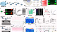 Formation and characterization of the connected organoids. Image credit: Osaki et al., doi: 10.1038/s41467-024-46787-7.