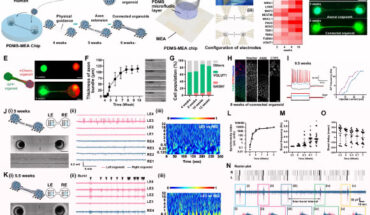 Formation and characterization of the connected organoids. Image credit: Osaki et al., doi: 10.1038/s41467-024-46787-7.