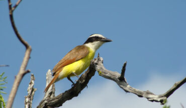 The great kiskadee (Pitangus sulphuratus) in Beeville, Texas, the United States, in July 2011. Image credit: Tess Thornton / CC BY-SA 3.0 Deed.