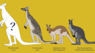 An artist’s impression of the newly-described fossil species Protemnodon viator and its relative Protemnodon anak, compared at scale to the living red kangaroo and eastern gray kangaroo. Image credit: T. Klarenbeek, Flinders University.