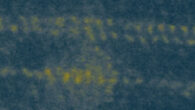 Preparation of goldene. Image credit: Kashiwaya et al., doi: 10.1038/s44160-024-00518-4.