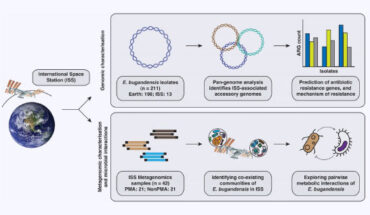 Illustrative workflow showcasing the process of comparative genomics analysis of Enterobacter bugandensis, evaluating its prevalence and metabolic interactions within the microbial community, and its successful adaptation within the ISS habitat. Image credit: Sengupta et al., doi: 10.1186/s40168-024-01777-1.