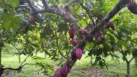Cacao tree with cacao pods attached directly to the tree trunk and branches. Image credit: Gyamera et al., doi: 10.1094/PDIS-10-22-2412-FE.