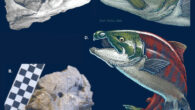 Oncorhynchus rastrosus: (A) CT model of holotype; (B) holotype in anterior view of skull, prior to complete preparation and CT scan; (C) artist’s rendering skull of male iconic fish with accurate spike-tooth configuration; (D) artist’s rendering of complete female iconic fish with accurate spike-tooth configuration. Scale bar blocks - 1 cm each. Image credit: Claeson et al., doi: 10.1371/journal.pone.0300252.