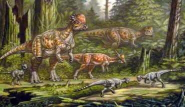 Sphaerotholus buchholtzae (smaller species) fighting below larger pachycephalosaurs, the Hell Creek Formation, Montana, the United States. Image credit: ABelov2014 / CC BY-SA 3.0 Deed.