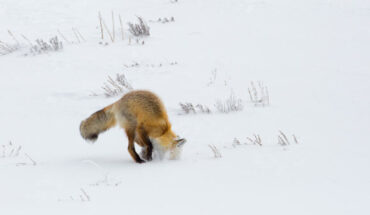 Yuk et al. examined the hunting technique employed by red and arctic foxes, known as mousing, wherein they dive head-first into snow to capture prey. Image credit: Yellowstone National Park.