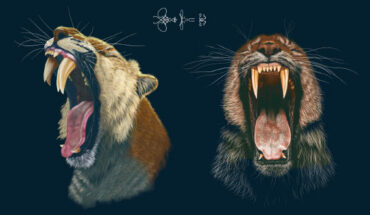 The canine of saber-toothed predators represents one of the most specialized dental structures known. Hypotheses about the function of hypertrophied canines range from display and conspecific interaction, soft food processing, to active prey acquisition. Recent research on the ontogenetic timing of skull traits indicates the adult canine can take years to fully erupt, but the consequences of prolonged eruption on inferences of canine functional morphology are missing from current discourse and have not been quantified. In his new study, Tseng evaluates hypotheses about adult canine bending strength and stiffness, respectively, during eruption in Smilodon fatalis. Image credit: Massimo Molinero.