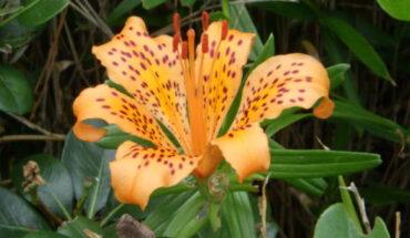 Lilium pacificum. Image credit: Osaka Metropolitan University.