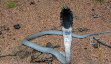The black-necked spitting cobra (Naja nigricollis). Image credit: John Lyakurwa / CC BY 4.0 Deed.