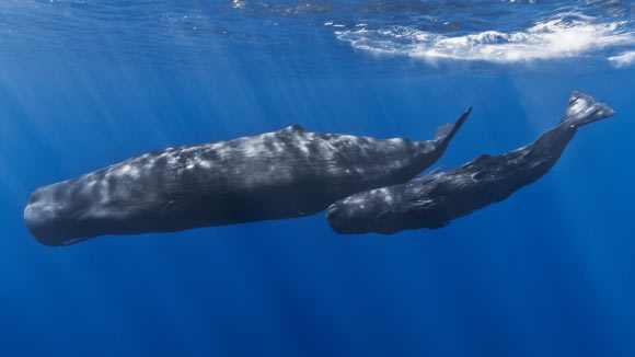 Sperm whales (Physeter macrocephalus). Image credit: Gabriel Barathieu / CC BY-SA 2.0 Deed.