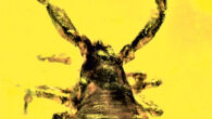 Geogaranya valiyaensis. Image credit: Agnihotri et al., doi: 10.26879/1276.