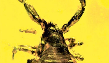 Geogaranya valiyaensis. Image credit: Agnihotri et al., doi: 10.26879/1276.