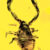 Geogaranya valiyaensis. Image credit: Agnihotri et al., doi: 10.26879/1276.