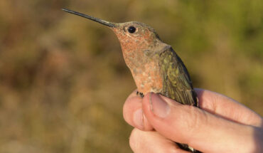 The southern giant hummingbird (Patagona gigas). Image credit: Chris Witt.