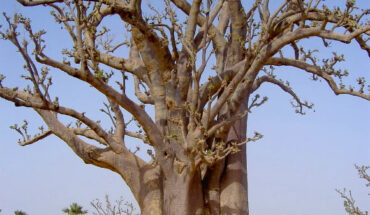 The baobab tree in Senegal. Image credit: Viajesunion2.