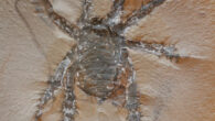 Douglassarachne acanthopoda. Image credit: Paul Selden & Jason Dunlop, doi: 10.1017/jpa.2024.13.
