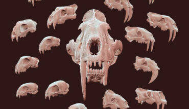 Felidae, a highly diverse carnivoran family, emerged during the Oligocene in Eurasia and quickly spread worldwide during the Miocene. Although Felidae represents the sole extant cat-like clade, the sabertoothed morphotype is a textbook example of iterative evolution, having evolved many times among placentals, marsupials, and gorgonopsians. Nimravidae is a well-diversified yet fully extinct carnivoran clade that extensively explored a range of cat-like morphologies, and although they have been commonly called ‘false cats’ or ‘false sabertooth cats’ in opposition to the ‘true cats,’ they evolved cat-like morphologies, including both saber-toothed and non-saber-toothed forms, tens of millions of years prior to the appearance of felids. Image credit: Narimane Chatar / Université de Liège.