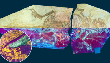 The studied Psittacosaurus specimen under natural (upper half) and UV light (lower half) showing the orange-yellow fluorescence of the fossilized skin. Image credit: Zixiao Yang.