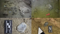 The site of Taguatagua 3 in Chile: (A) combustion feature spatially associated with gomphothere cervical vertebrae and skull fragments; (B) sacral and caudal vertebrae, vertebral discs, and unfused coxal portions; note the distance between the first sacral vertebra and its vertebral disc; (C) end scraper in situ; (D) core debitage in situ spatially associated with gomphothere remains. Image credit: Labarca et al., doi: 10.1371/journal.pone.0302465.