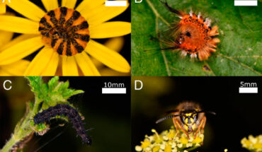 Sam J. England & Daniel Robert found that some terrestrial animals can detect the electric field emanating from their electrostatically charged predators and use this sense to initiate defensive behaviors. These photographs show four species investigated in the study: (A) the caterpillar of the cinnabar moth (Tyria jacobaeae) assuming a defensive coiling posture; (B) the caterpillar of the scarce vapourer moth (Telochurus recens) assuming a defensive coiling posture; (C) the caterpillar of the European peacock butterfly (Aglais io), midway through a defensive flailing motion; (D) the predatory common wasp (Vespula vulgaris). Image credit: Sam J. England & Daniel Robert, doi: 10.1073/pnas.2322674121.