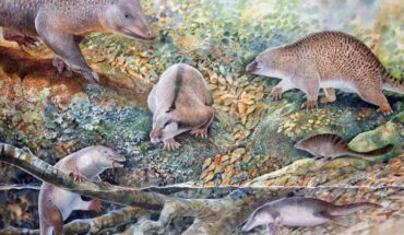 Six monotremes living in the same place at the same time, 100 million years ago at Lightning Ridge, New South Wales, Australia; clockwise from lower left: Opalios splendens; Stirtodon elizabethae, the largest monotreme of the time; Kollikodon ritchiei, with hot-cross-bun shaped molars; Steropodon galmani, now known from additional opalized fossils; Parvopalus clytiei, the smallest monotreme of the time; and Dharragarra aurora, the earliest known species of platypus. Image credit: Peter Schouten.
