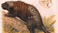 North American porcupines differ from the southern relatives in having more fur, a shorter tail and a bulkier frame.