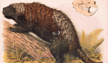 North American porcupines differ from the southern relatives in having more fur, a shorter tail and a bulkier frame.