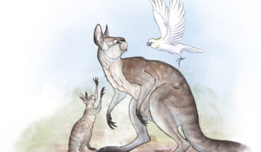 Simosthenurus occidentalis. Image credit: Nellie Pease / ARC CoE CABAH / CC BY-SA 4.0 Deed.