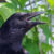 The carrion crow (Corvus corone). Image credit: Andreas Nieder.