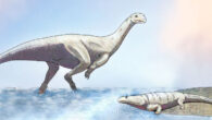 An artist’s impression of Musankwa sanyatiensis, walking in Triassic shallow waters past a metoposaur. Image credit: Atashni Moopen / Sci.News.
