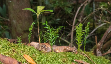 Tmesipteris oblanceolata. Image credit: Pol Fernández.