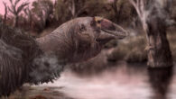 The illustration portrays a reconstruction of Genyornis newtoni at the water’s edge in a wetland or swamp-like environment. The scene itself was inspired by locations that exist in southern South Australia today, such as Ngarrindjeri country in and around the Coorong and lower Murray River. However, back when Genyornis newtoni was kicking about, this type of environment would have been more widespread across the country. Many Genyornis fossils are recovered from Lake Callabonna which is more than a day’s drive north of there and is a dry salt lake nowadays. Back in the day this would have been much wetter place. Image credit: Jacob C. Blokland.