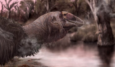 The illustration portrays a reconstruction of Genyornis newtoni at the water’s edge in a wetland or swamp-like environment. The scene itself was inspired by locations that exist in southern South Australia today, such as Ngarrindjeri country in and around the Coorong and lower Murray River. However, back when Genyornis newtoni was kicking about, this type of environment would have been more widespread across the country. Many Genyornis fossils are recovered from Lake Callabonna which is more than a day’s drive north of there and is a dry salt lake nowadays. Back in the day this would have been much wetter place. Image credit: Jacob C. Blokland.