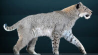 Homotherium serum. Image credit: Sergiodlarosa / CC BY-SA 3.0.