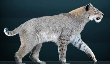 Homotherium serum. Image credit: Sergiodlarosa / CC BY-SA 3.0.