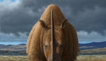 Woolly rhinoceroses (Coelodonta antiquitatis) were once widely distributed across northern and central Eurasia, before going extinct some 10,000 years ago. Image credit: Mauricio Anton.