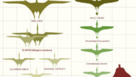A selection of outlines of large Jurassic pterosaur wingspans: pterodactyloids (left), including the new fossil (EC K2576), and rhamphorhynchoids (right). Image credit: Etienne et al., doi: 10.1016/j.pgeola.2024.05.002.