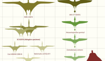 A selection of outlines of large Jurassic pterosaur wingspans: pterodactyloids (left), including the new fossil (EC K2576), and rhamphorhynchoids (right). Image credit: Etienne et al., doi: 10.1016/j.pgeola.2024.05.002.