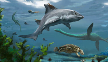 Life reconstruction of the hybodontiform shark Strophodus rebecae. Image credit: Jorge Blanco / CC BY 4.0.
