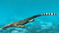 Life restoration of Thalattosaurus alexandrae. Image credit: Nobu Tamura, http://spinops.blogspot.ca.