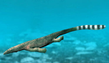 Life restoration of Thalattosaurus alexandrae. Image credit: Nobu Tamura, http://spinops.blogspot.ca.