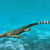 Life restoration of Thalattosaurus alexandrae. Image credit: Nobu Tamura, http://spinops.blogspot.ca.