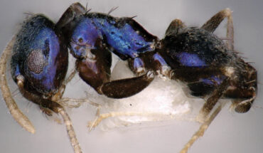 Paraparatrechina neela, holotype worker. Image credit: Sahanashree et al., doi: 10.3897/zookeys.1203.114168.