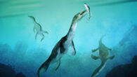 This image shows nothosaurs swimming along the ancient southern polar coast of what is now New Zealand around 246 million years ago (Triassic period). Image credit: Stavros Kundromichalis.