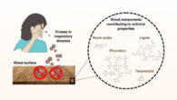 Shroff et al. revealed excellent antiviral activity manifesting already within 10 to 15 min in Scots pine and Norway spruce, particularly against enveloped viruses; in contrast, other hardwoods displayed varied efficacy, with oak showing effectiveness against the enterovirus. Image credit: Shroff et al., doi: 10.1021/acsami.4c02156.